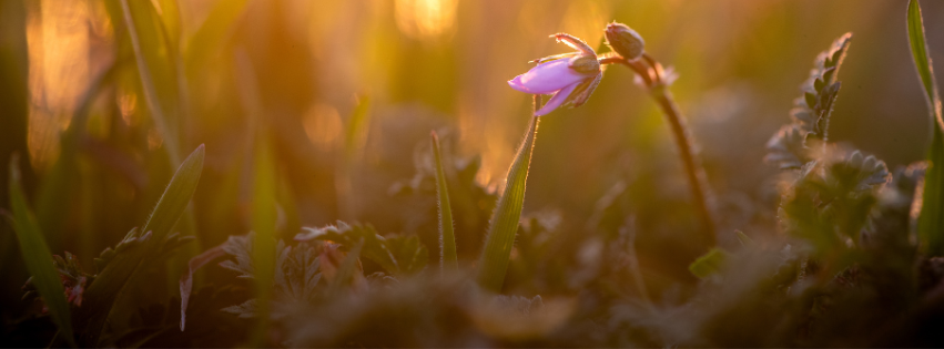 A Time to Let Go:  Ayurveda’s Spring Reset for Body and Mind