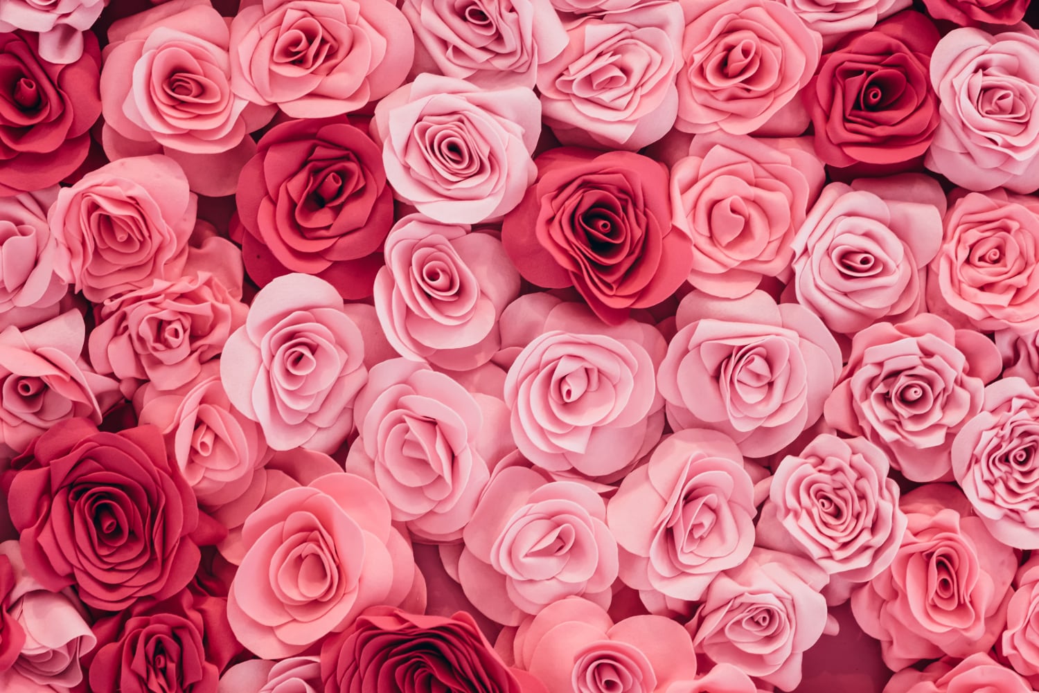 Why The Rose Is The Queen Of All Flowers; And One Of Nature’s Most Exquisite Healers