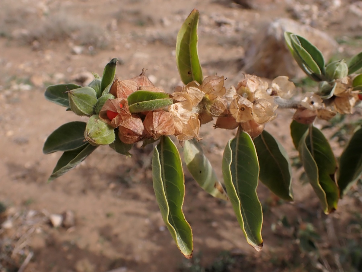 An ashwagandha branch with long green leaves and papery tan husks, one split open to show a red berry