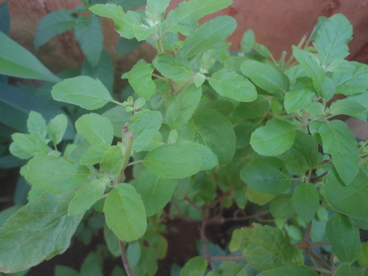 A leafy holy basil (tulsi) plant against a terracotta-colored background