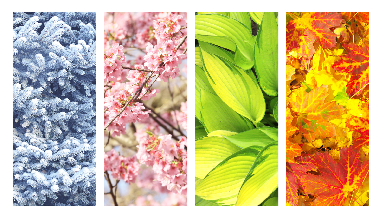 Seasonal Ayurveda: Why Your Routine Should Change Four Times a Year