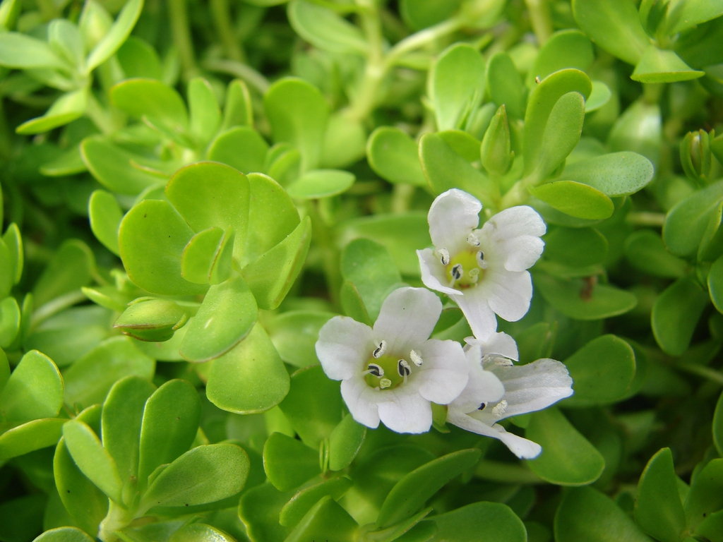 Bacopa: the Ayurvedic wonder herb that helps you remember everything, focus on anything, and stress about nothing