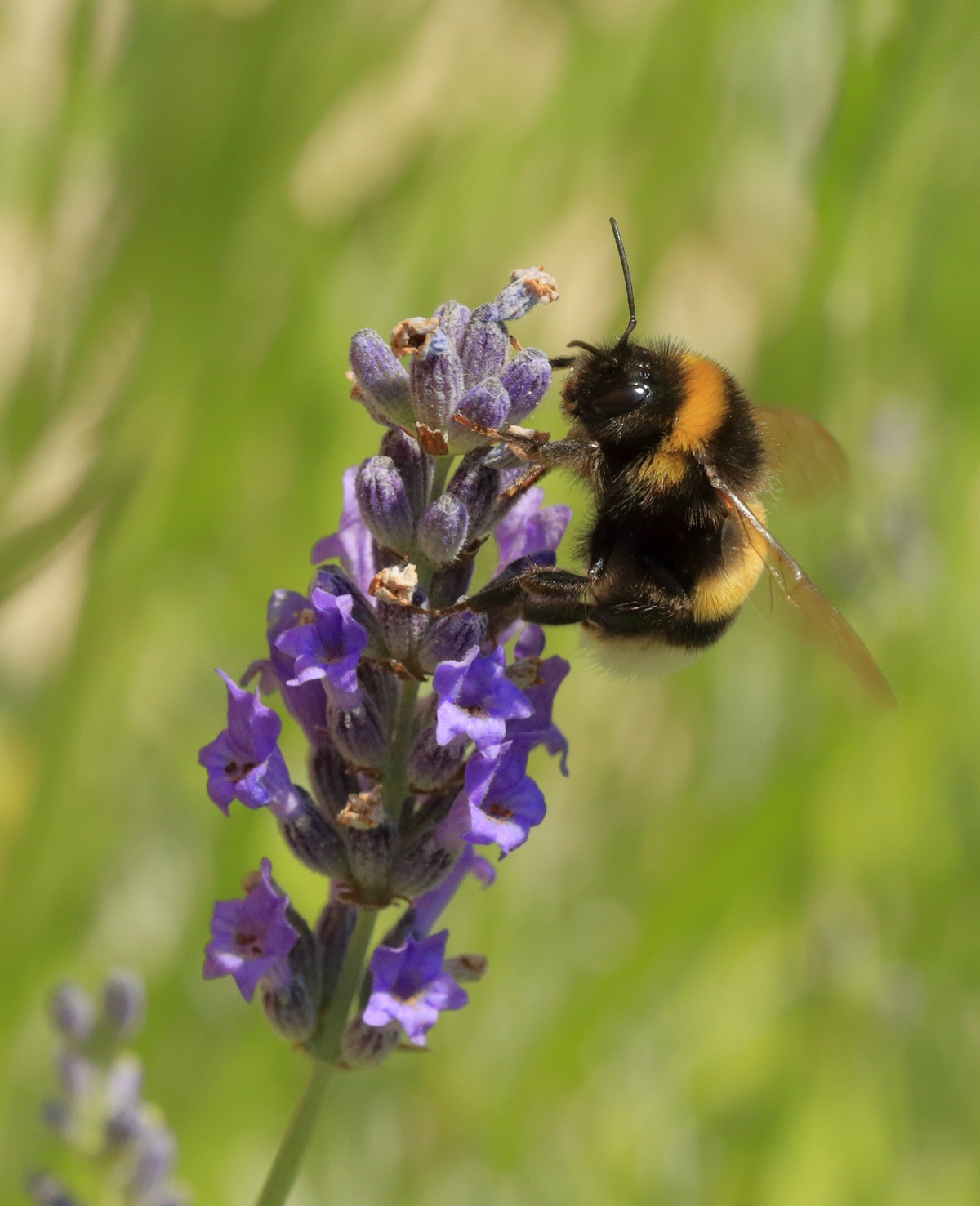 A bumblebee feeding on a spike of purple lavender flowers