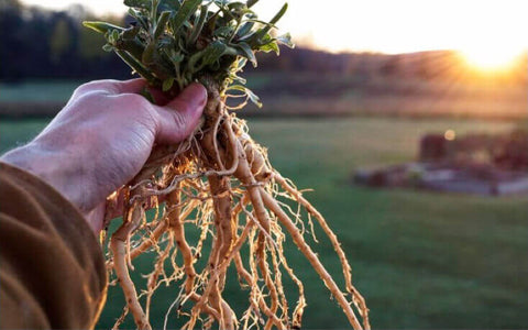 Hand holding a freshly pulled ashwagandha plant with long pale roots in a field at sunset