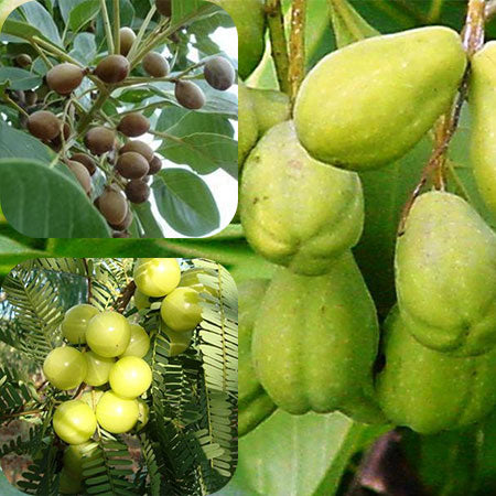 Collage of the three Triphala fruits: brown bibhitaki, yellow amla and green ridged haritaki on the branch