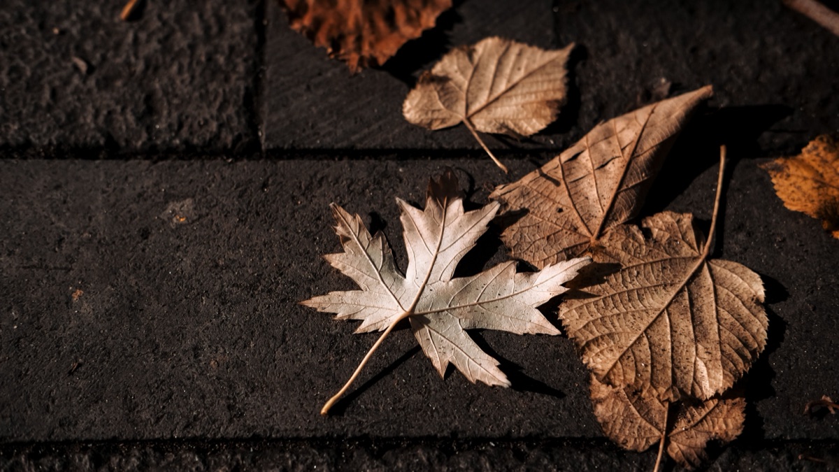 Dry brown fallen leaves, one pale maple leaf among them, on dark paving stones in low sun