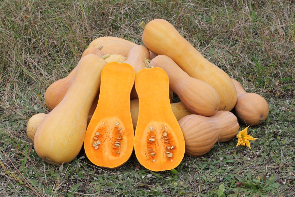 A pile of butternut squash on dry grass, with one squash cut in half to show orange flesh and seeds