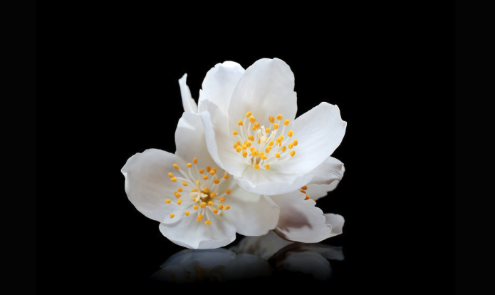 The Jasmin Flower: The Sacred Bloom of Balance and Wellness in Ayurveda​
