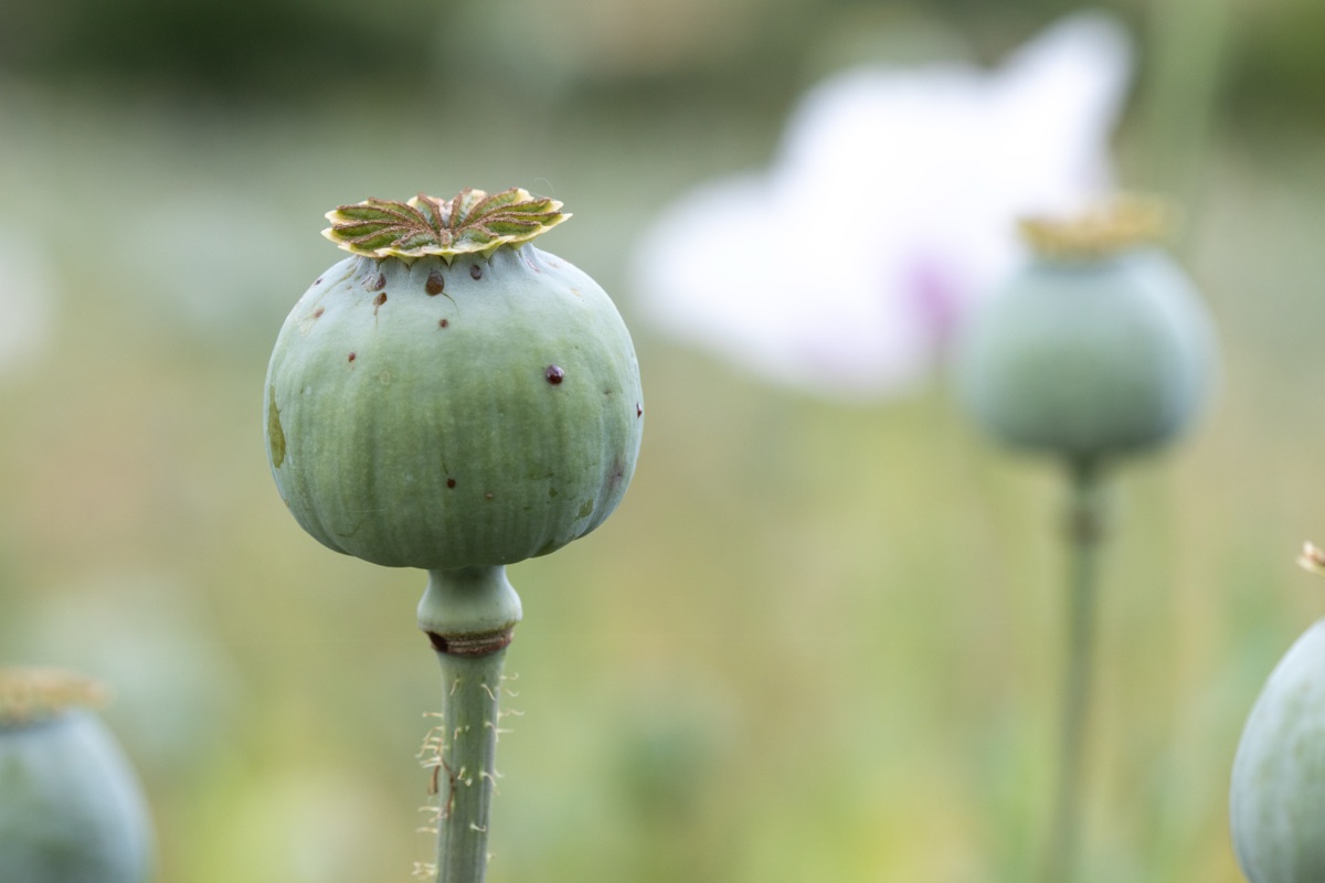 A green opium poppy seed pod on its stem, with a blurred white poppy flower and more pods behind