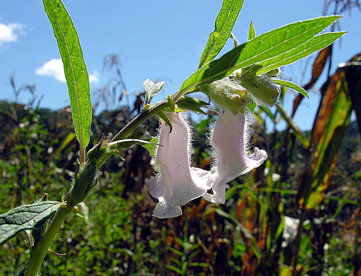 Pale lilac bell-shaped flowers and long green leaves of a sesame plant against a blue sky