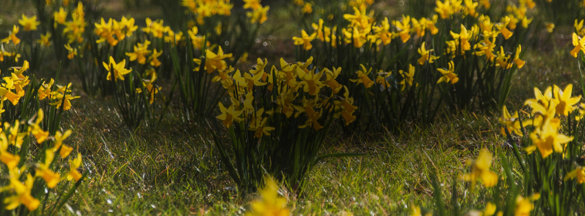 Spring Rhythms: An Ayurvedic Daily Routine for Energy and Clarity