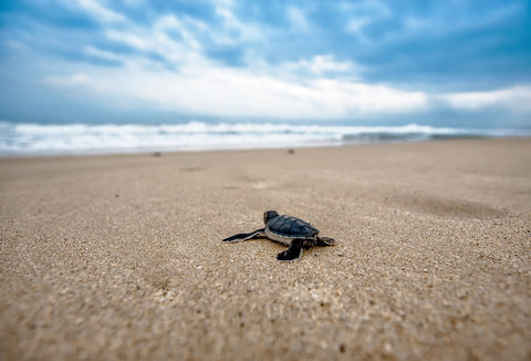 Baby sea turtle crawling across wet sand toward the ocean under a cloudy sky