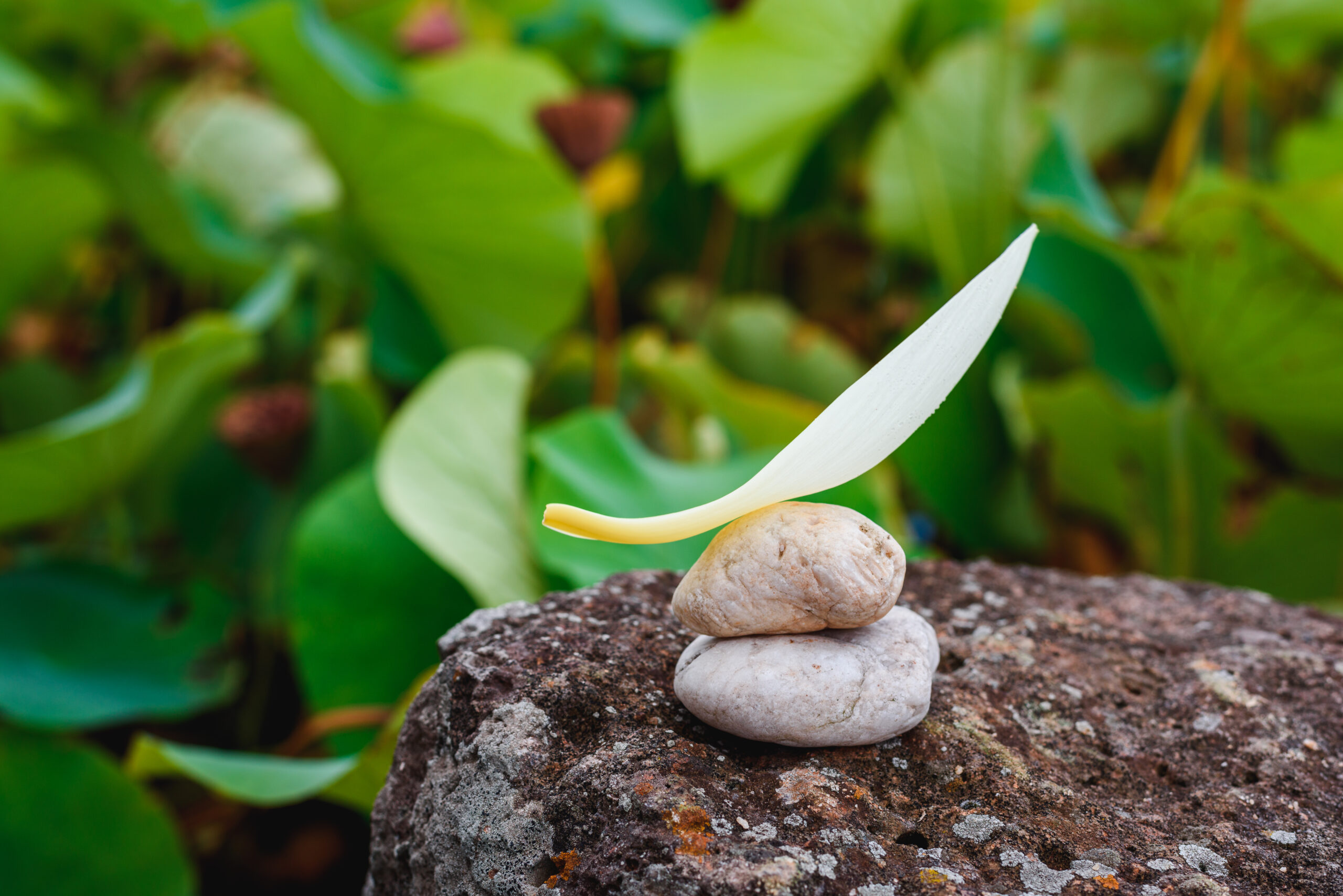 Understanding Your Dosha: The Ayurvedic Guide to How Your Body Actually Works
