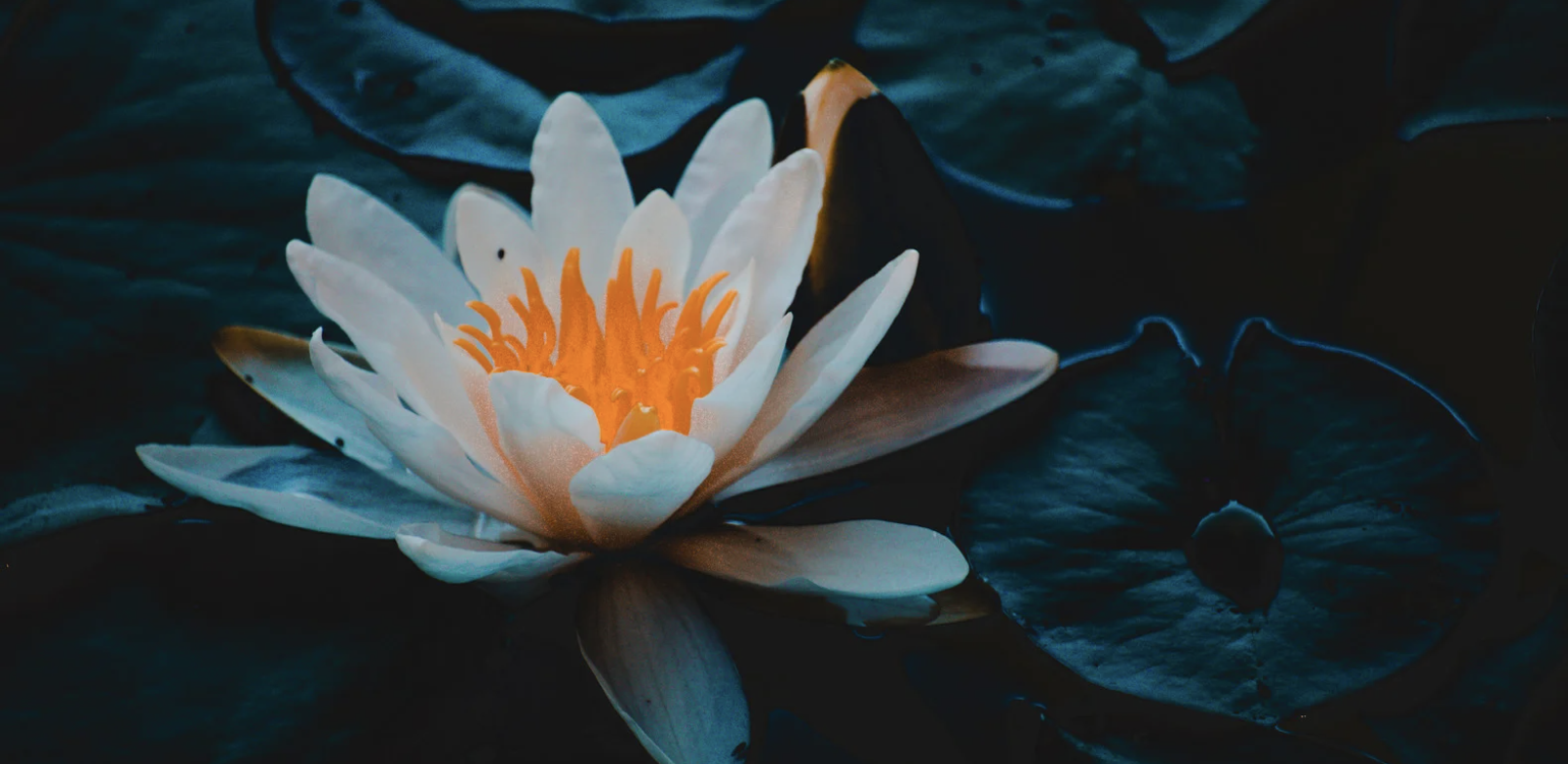 The Lotus Flower: Unveiling the Sacred Bloom of Wellness
