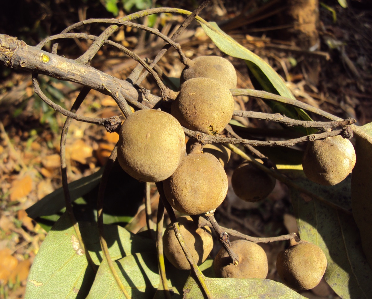 Round brown velvety bibhitaki fruits hanging from a twig above dry leaves