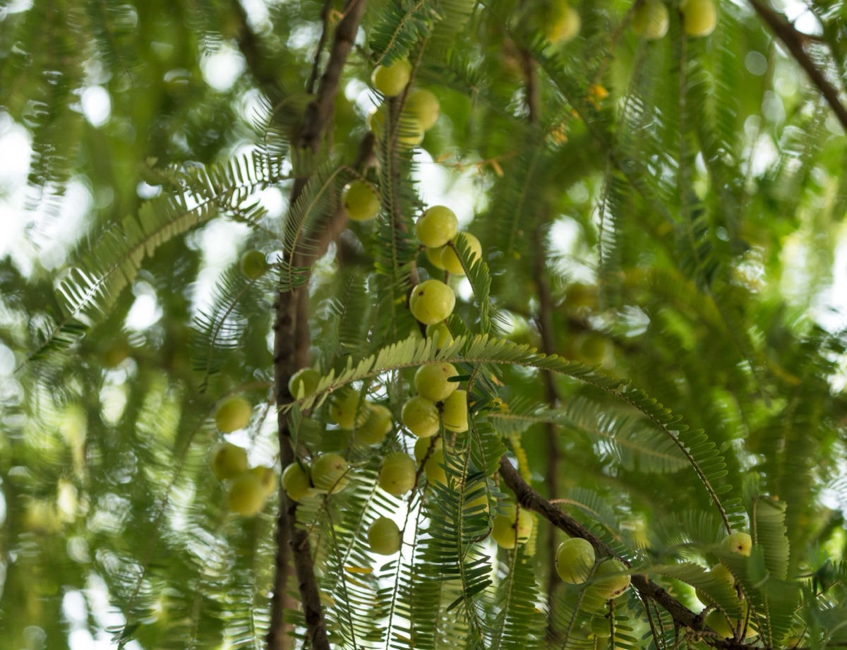 Round pale green amla fruits hanging among feathery leaves on an amla tree