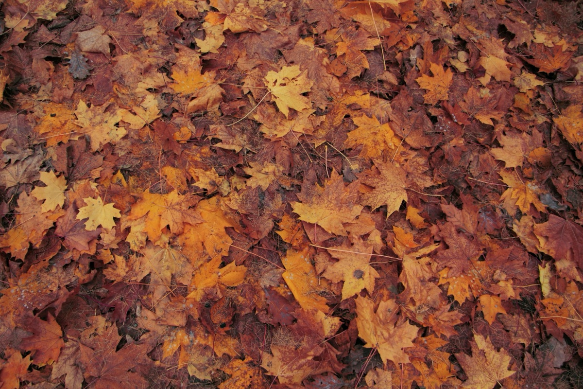 Fallen maple leaves in orange, rust and yellow covering the ground in autumn