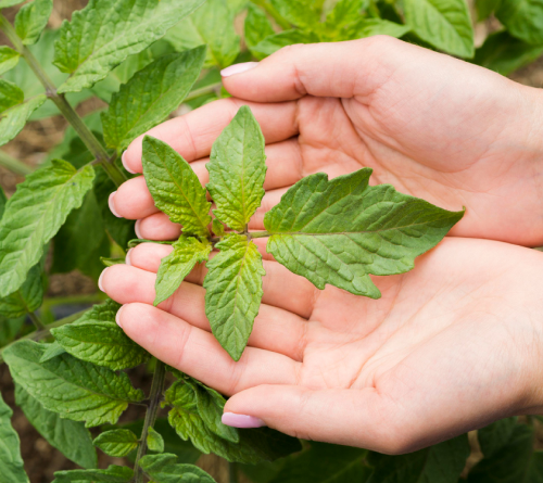 Cupped hands holding a young green plant with serrated leaves