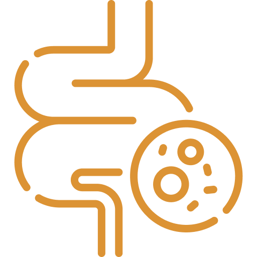 Gold line icon of the intestines beside a magnified circle of gut microbes