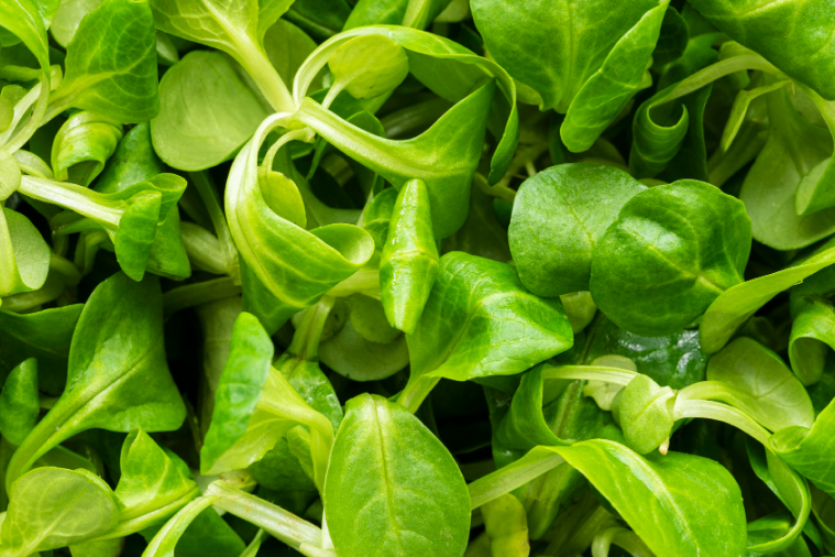 Close-up of fresh, tender green salad leaves