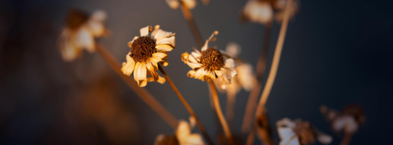 Dried daisy-like flowers with brown centers lit warmly against a dark background
