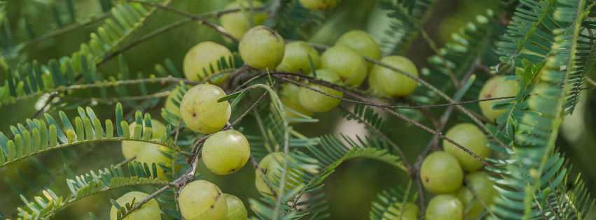 Round green amla fruits (Indian gooseberry) growing on a branch among feathery leaves