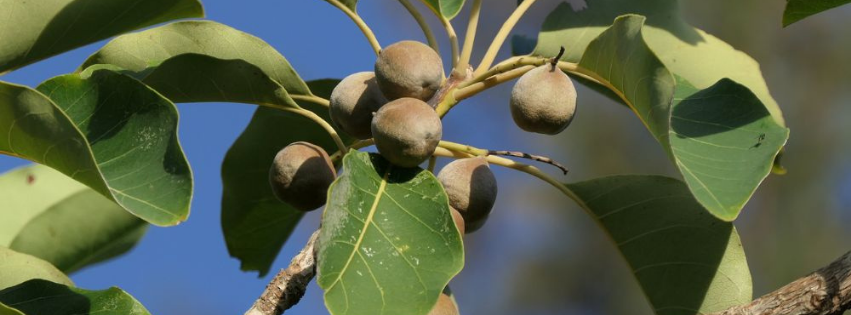 Fuzzy brown bibhitaki fruits on a branch with large green leaves against a blue sky