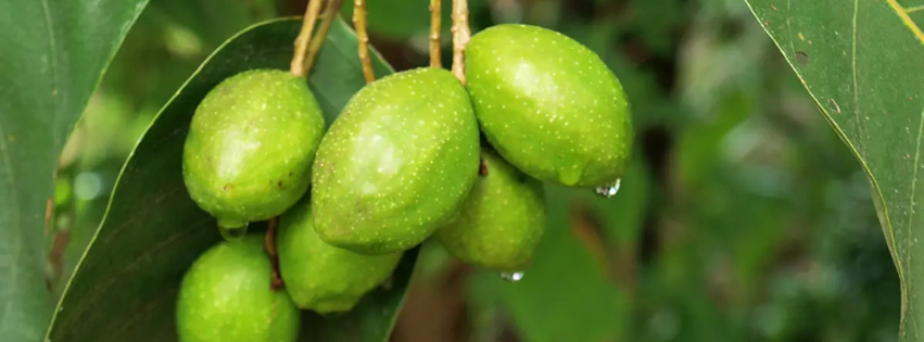 Cluster of green haritaki fruits with water droplets hanging among broad leaves