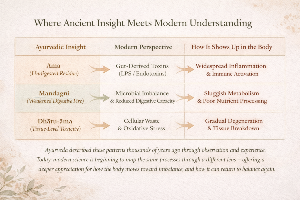 Table linking Ama, Mandagni and Dhatu-ama to modern gut toxins, microbial imbalance and cellular waste